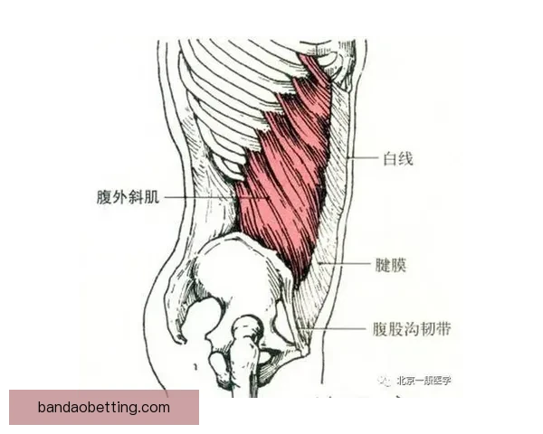 里夫斯腹斜肌二级损伤专家解析詹皇季后赛核心策略